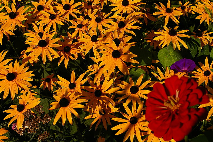 Gloriosa, koiranputkea, kukat, Daisy, keltainen koiranputkea, keltainen, kesä kasvi