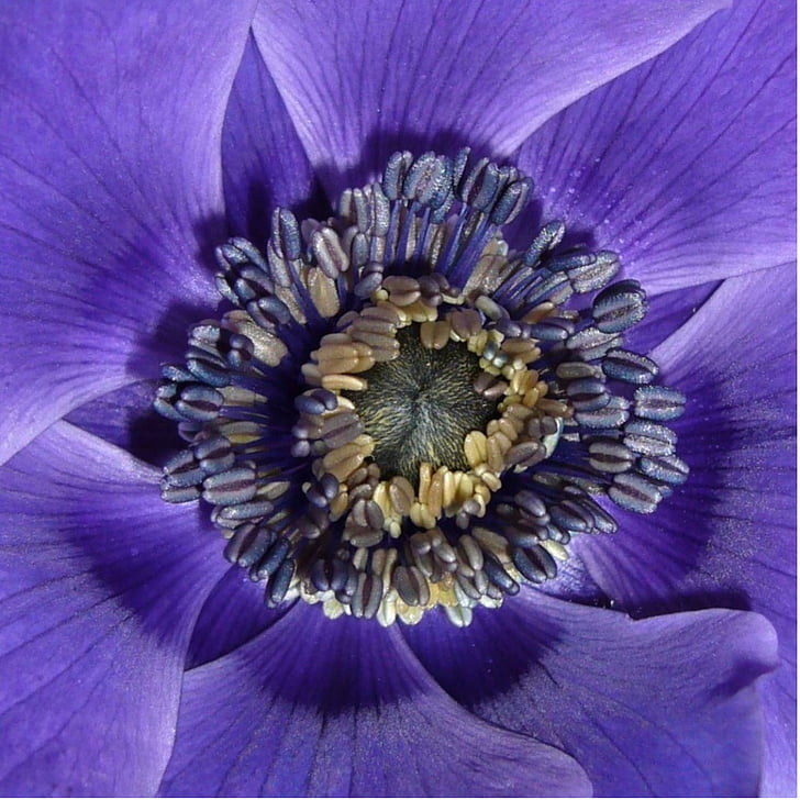 Anemone de caen, makro fotografie, Detailní záběr tyčinky, květ, lila, fialová