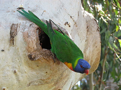 parrot, hatch, nest, colorful, bird, wood, eggs