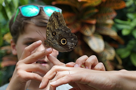蝴蝶, 自然, 昆虫, 翼, 手, 儿童