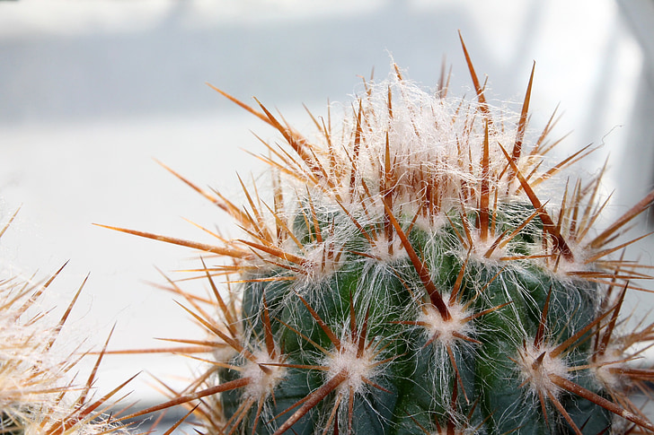 cactus, prickly