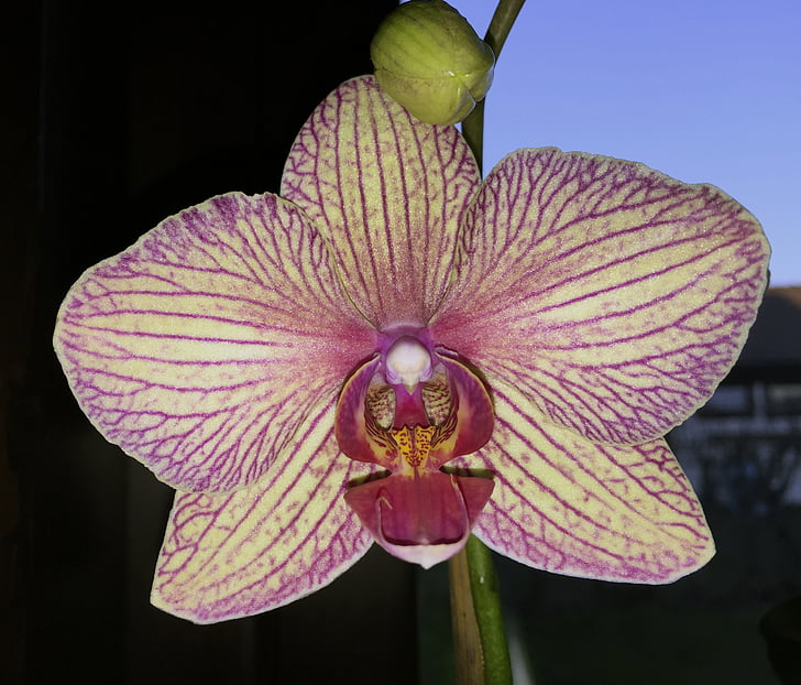cvet, orhideja, črtasto