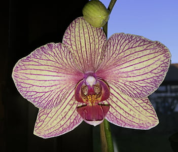 květ, orchidej, pruhovaný