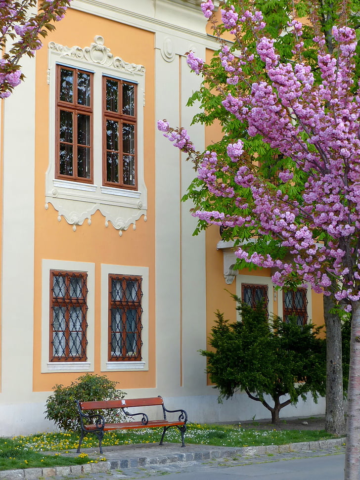 Ungheria, napház, Promo, facciata, finestra, japáncseresznye, fiore