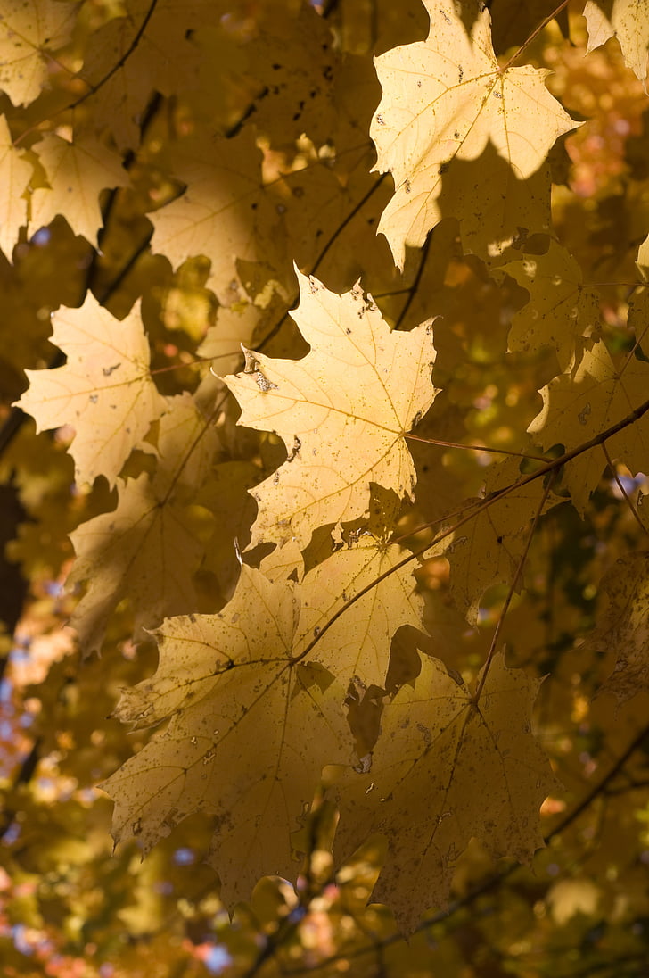 lišće, Zlatni, priroda, stabla, lišće, jesen, jesen