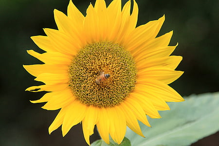 bunga matahari, bunga, kuning, mekar, mekar, tanaman, benih