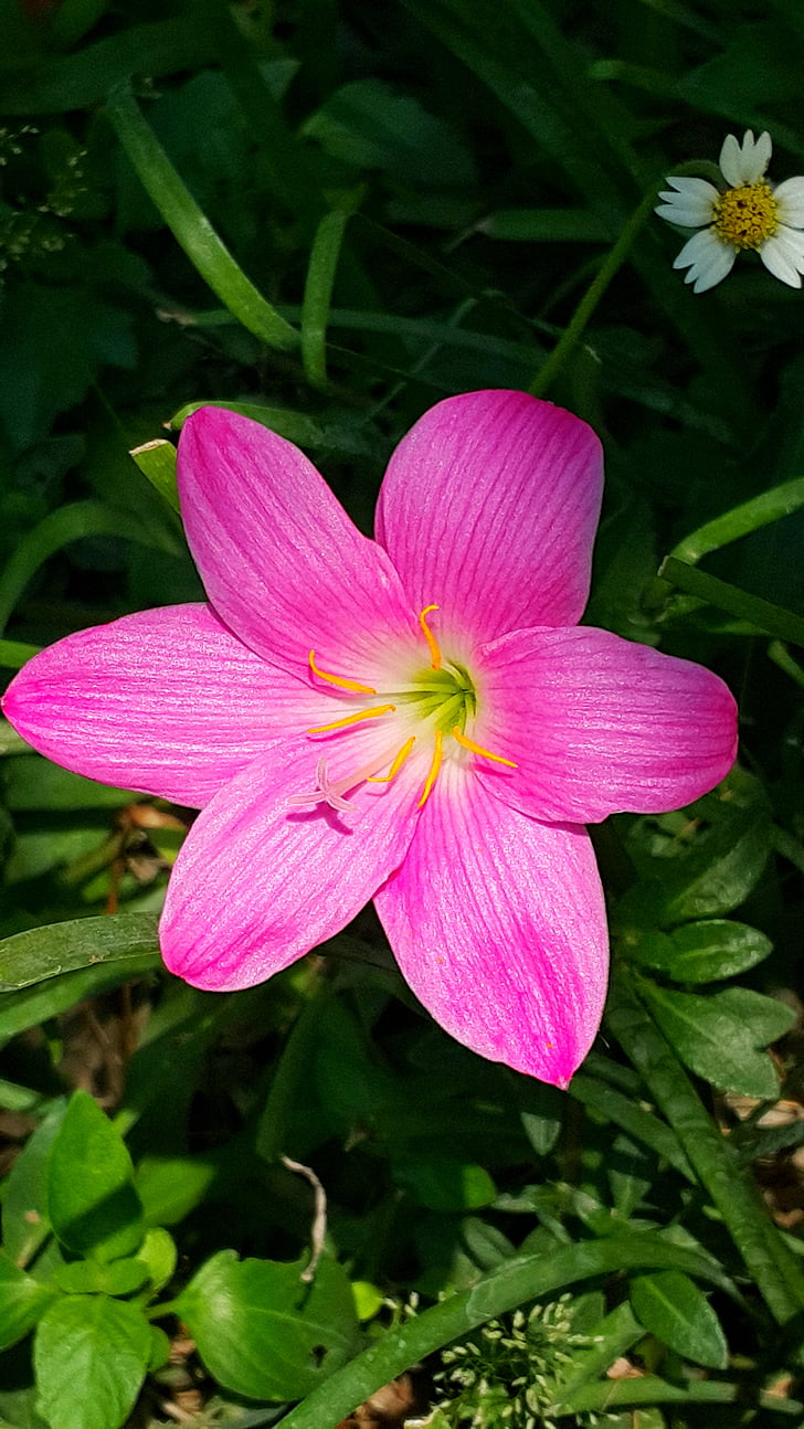 kukka, vaaleanpunainen, sade lilly, melko lilly, värikäs, kasvi, Luonto