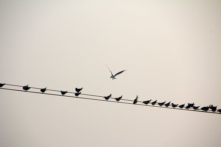 paukštis, linija, paukščiai, elektros linijos