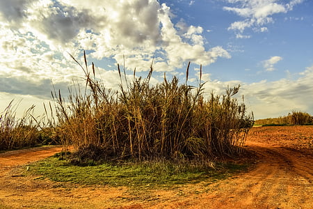 reeds, field, countryside, rural, landscape, nature, sky