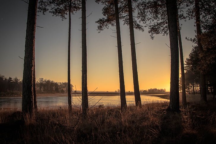 sunset, trees, forest, sky, nature, sun, sunrise