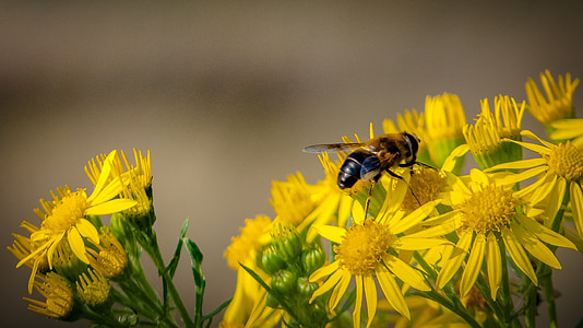 花, 蜜蜂, 昆虫, 自然, 黄色, 花粉, 花园