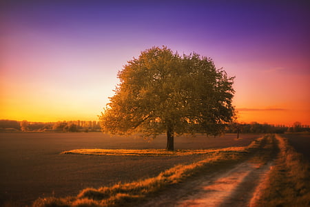 arbre, paisatge, silenciós, posta de sol, Afterglow, colors, natura
