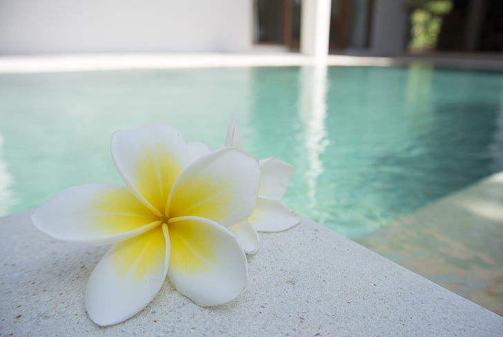 Blume, Frangipani, Pool, tropische, exotische, Bali, Aroma
