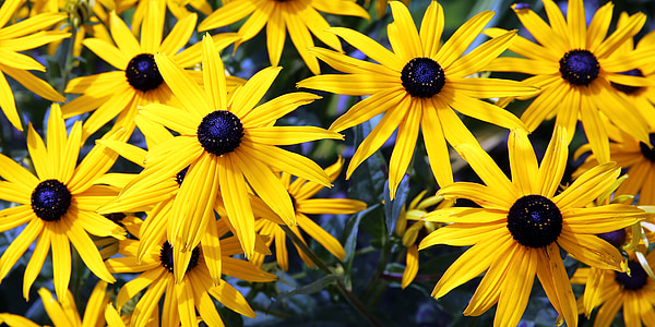 Sonnenhut, Blumen, gelb, Anlage, in der Nähe, Bloom, Makro