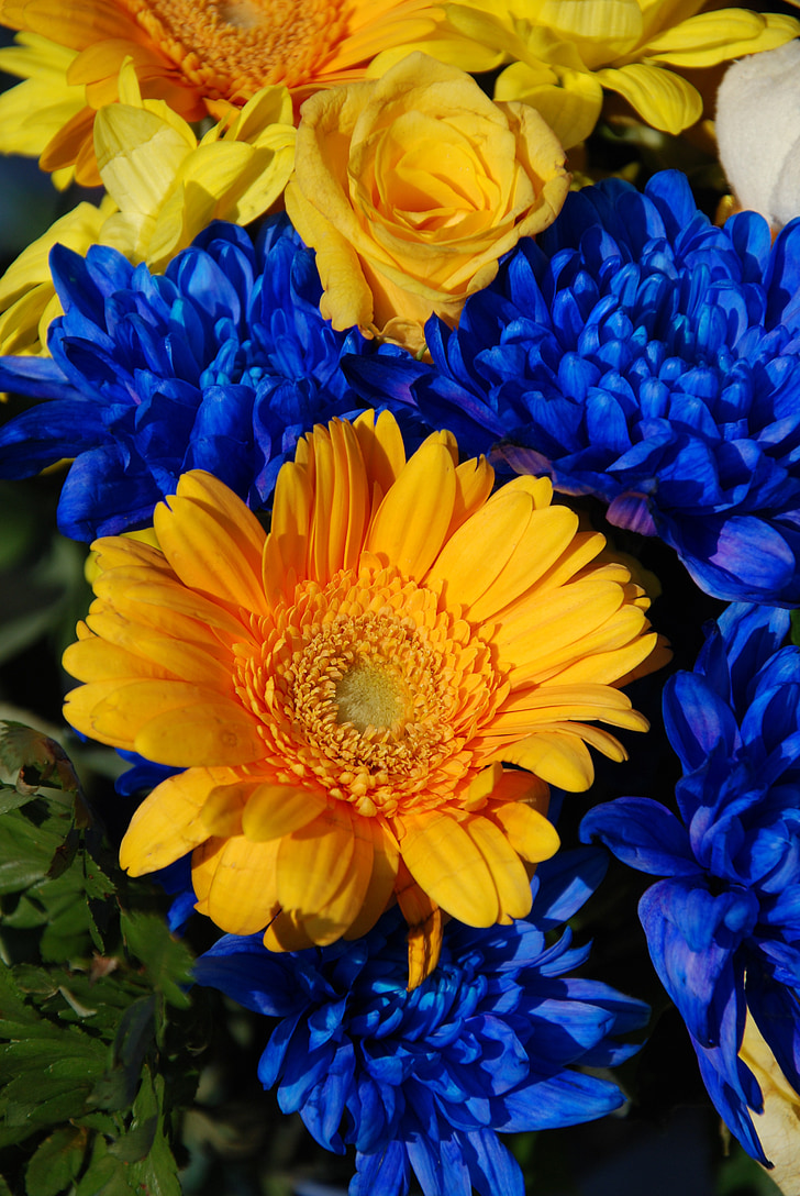 niebieski, roślina, Flora, kwiaty, piękne, kwiat, Bloom