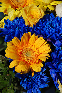 Blau, Anlage, Flora, Blumen, schöne, Blume, Bloom