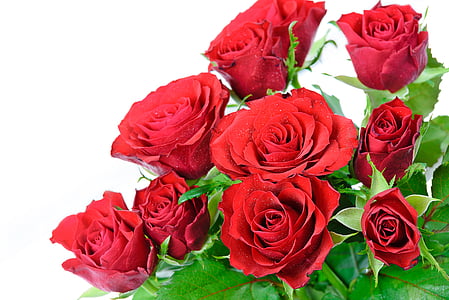 en buket roser på en hvid baggrund, steg, blomst, gave, rød, Kærlighed, skønhed