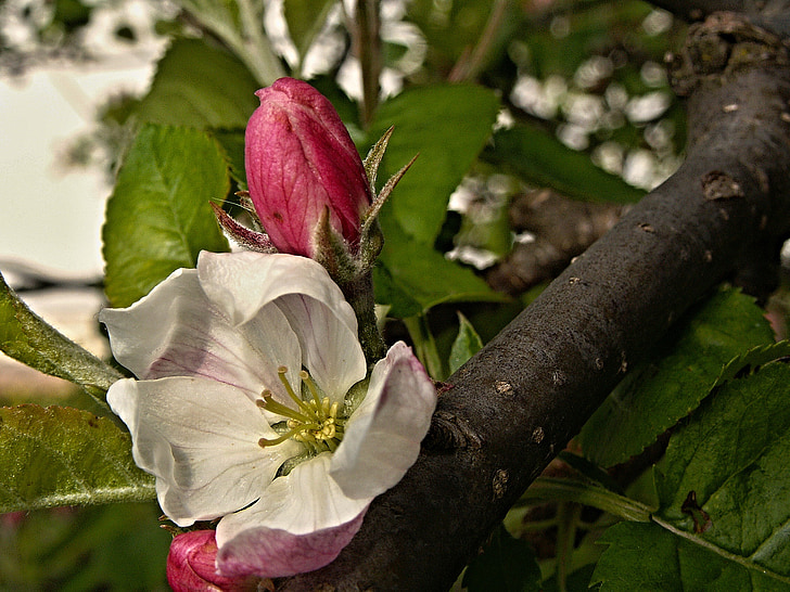 árbol de manzana, flor, Bud, primavera, rama, macro, follaje