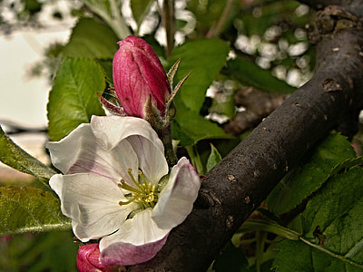 apple tree, flower, bud, spring, branch, macro, foliage