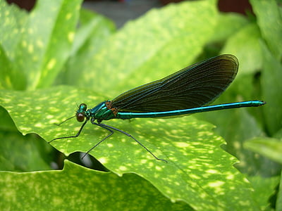 Dragonfly, list, léto, zvířecí motivy, hmyz, jedno zvíře, zvířata v přírodě