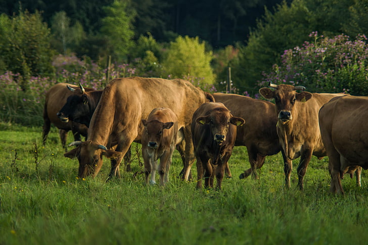 krava, travnik, krajine, Bavarska, Chiemsee, domov, Alpski