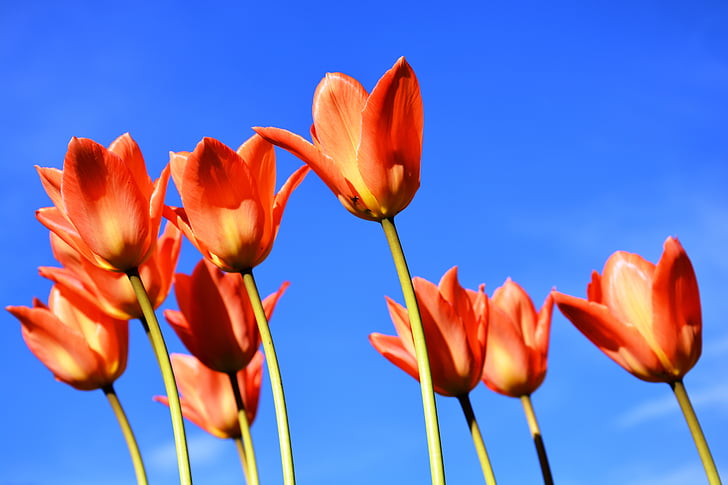 tulips, apricot-coloured, sky, blue, spring, perspective, tulip