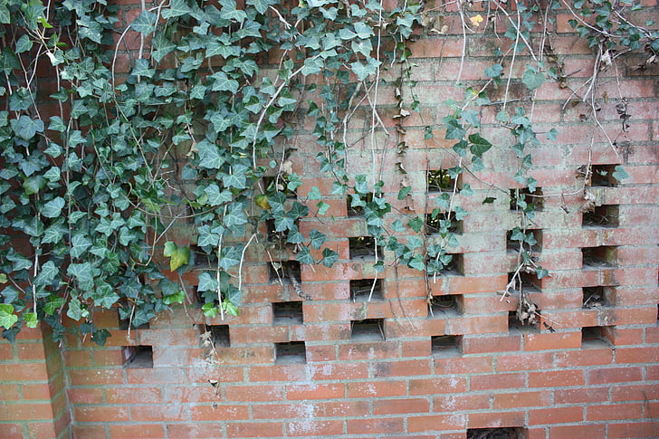zid od cigle, bršljan, cigle, izvan, zid, penjanje biljaka