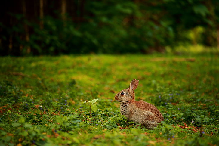 rabbit, meadow, wild rabbit, cute, grass, animal, nature