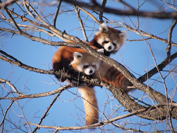 panda rosso, Zoo di, carina, simpatici animali, Tree climbing, animale, mammifero
