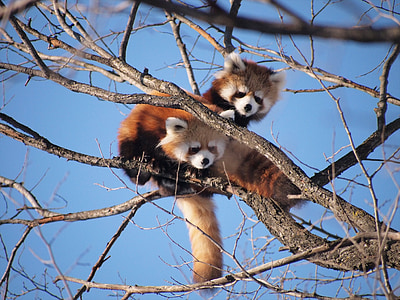 Rode panda, dierentuin, schattig, schattige dieren, boom klimmen, dier, zoogdier