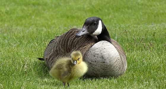 duck, shell, chick, birds, grass, green, nature