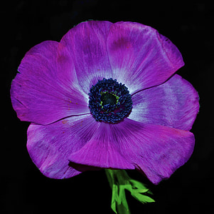 purple flower, flower, petals, open, beauty, botanical, color