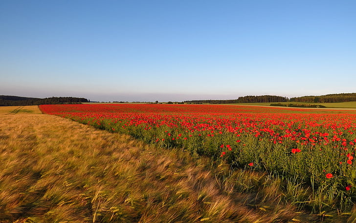 poppies, field, meadow, landscape, nature, flowers, white