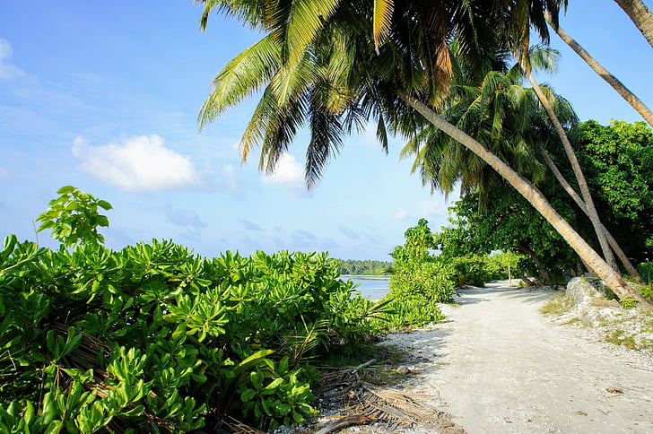 cennet, plaj, palmiye ağaçları, uzakta, Maldivler, su, güzel bir plaj