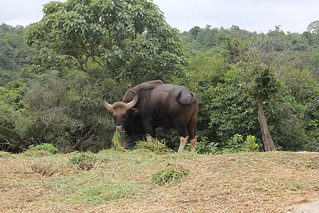 bison, wild, animal, wildlife, mammal, bovine, wild cattle