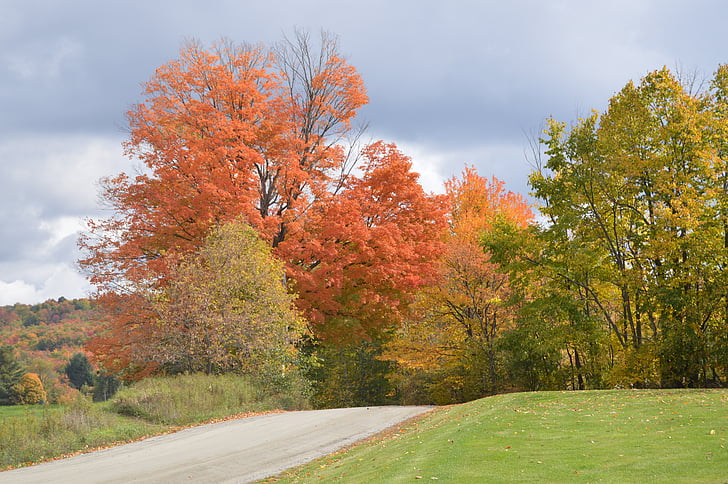 musim gugur, dedaunan, kembali jalan, musim gugur, alam, musim, Maple