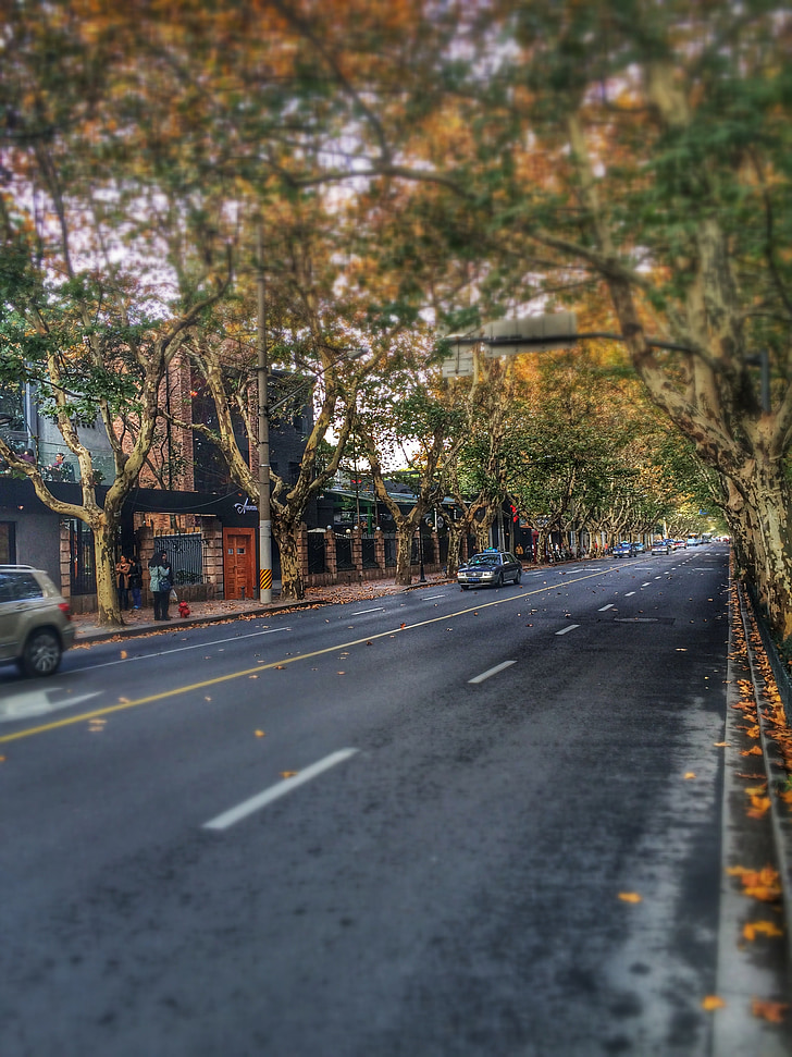 calle, otoño, Shanghai