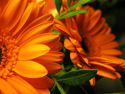 Gerbera, daun, bunga, Orange, karangan bunga, hijau