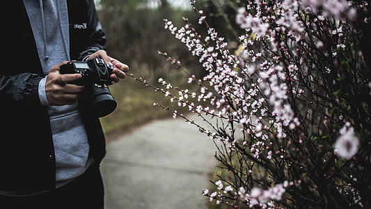 kamera, ziedi, persona, fotogrāfs, augu