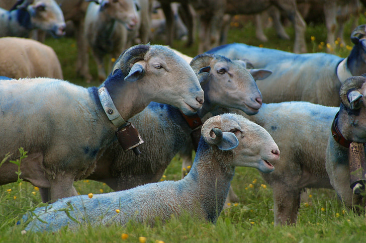 lammaste karjatamiseks, lambad, Provence, loodus, loomade, karjane