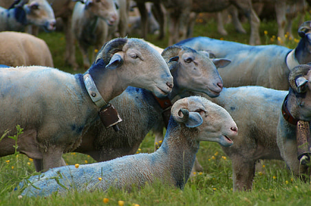 sheep-herding, sheep, provence, nature, animals, shepherd