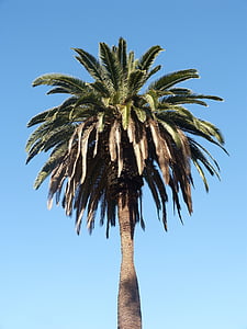 palmy, drzewo, błękitne niebo, palmy na białym tle, palmy, Kalifornia