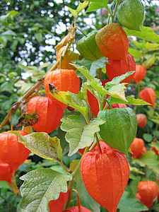 lampionblume, Грин, красный, спелый, незрелые, Физалис alkekengi, декоративное растение