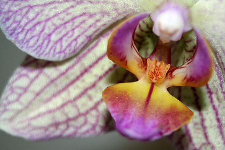 орхідея, квітка, білий фіолетовий, цвітіння, цвітіння, завод, закрити