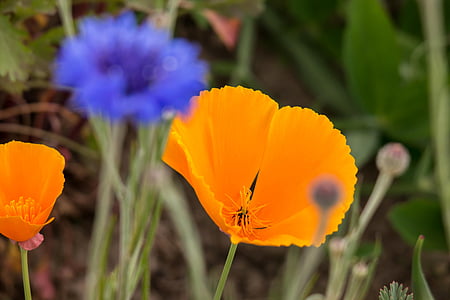 Poppy, blå, gull poppy, eschscholzia californica, kaliforniamohn, Søvnig, oransje