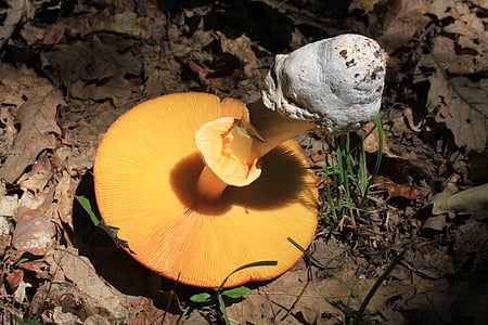 Мухомор, Кейсария, Съедобный, оранжевый, желтый, грибов грибов