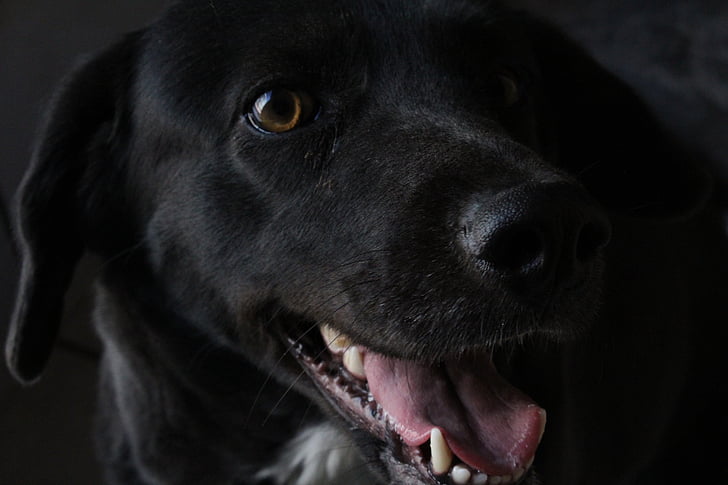 σκύλος, μαύρο σκυλί, ευτυχισμένος σκύλος, τριχα, το κουτάβι, Ευτυχισμένο, ζώα