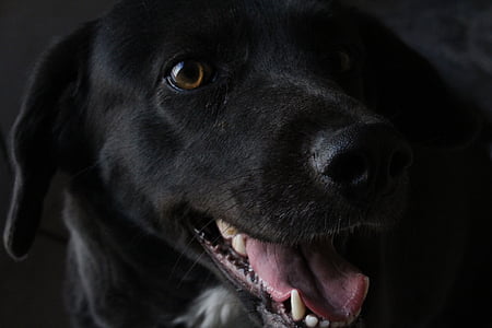 pes, černý pes, šťastný pes, chlupatý, dorost, Veselé, zvířata