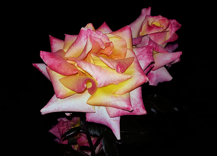 λουλούδια, τριαντάφυλλο, ροζ, σκούρο, διανυκτέρευση