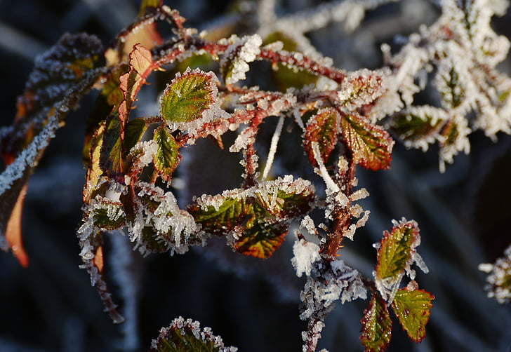 Frost, donmuş, yaprakları, soğuk, Kış, buzlu, hoarfrost